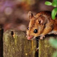Deer Mouse on Fence