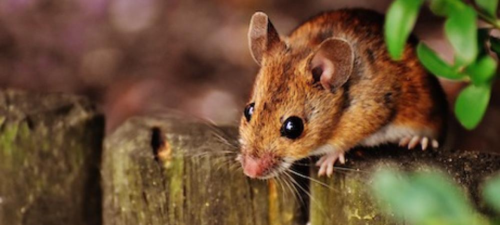 Deer Mouse on Fence